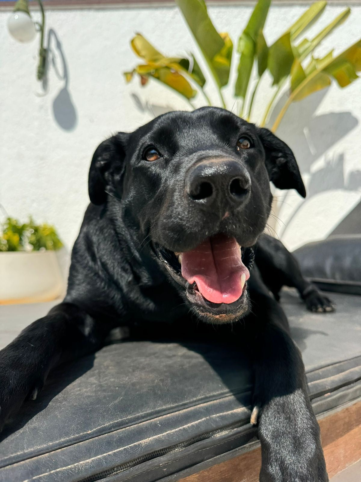 Reserva de Emergência Galícia 🐶